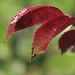 Lawrence Rose Photo 12