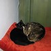 Linda Lassen Photo 8