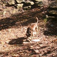 Ron King Photo 17
