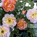 Heather Rose Photo 12