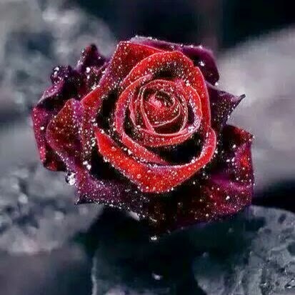 Rick Albertson Photo 5