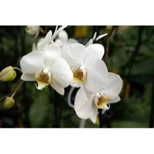 Kristin Perkins Photo 9