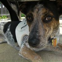 Frank Lynch Photo 23