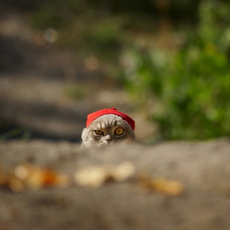 Sheila Swanson Photo 29