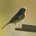Robin Carr Photo 30