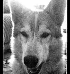 Robert Collier Photo 17