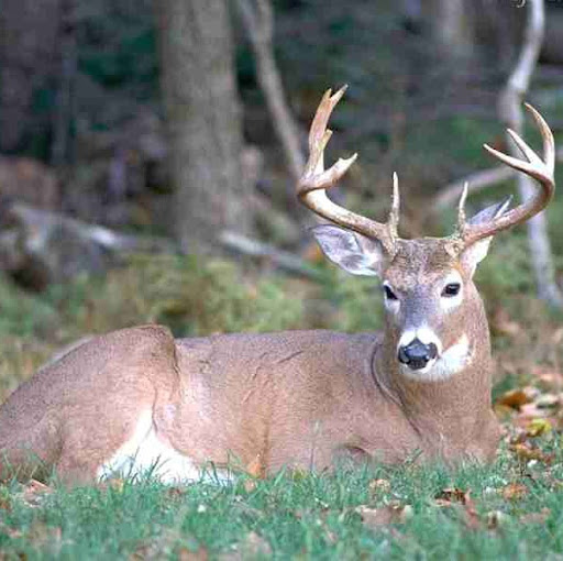 Billy Hughes Photo 8 Billy Hughes Photo 8