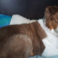 Annette Gibbs Photo 28