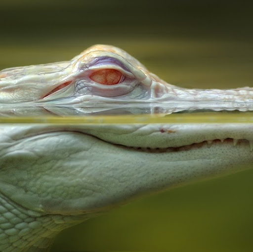 Roger Aldridge Photo 33