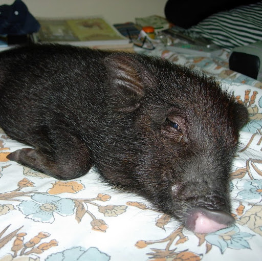 David Demos Photo 19