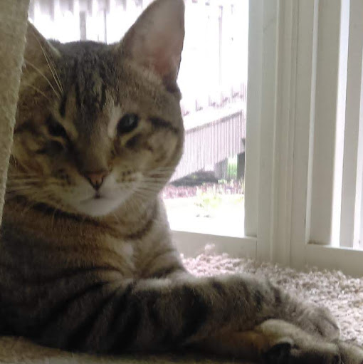 Paula Higgins Photo 36