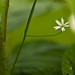 Alice Swaim Photo 10