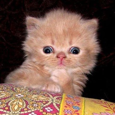 Maria Camelo Photo 8