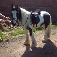 James Cummings Photo 37