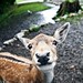 Bobbie Deer Photo 6