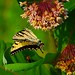 Debbie Mabry Photo 28