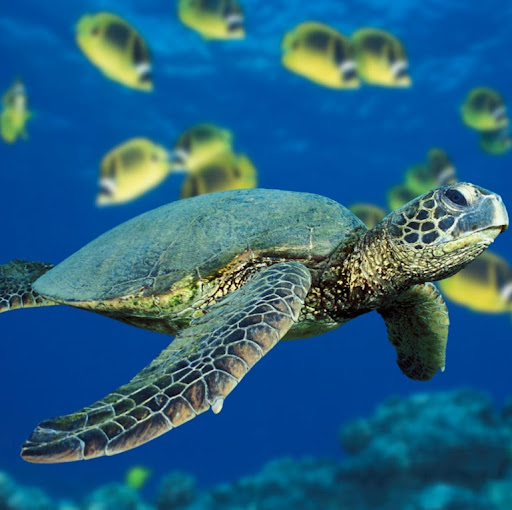 Matt Donohue Photo 30