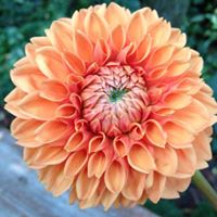 Cynthia Holloway Photo 19