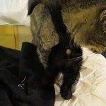 Suzanne Fancher Photo 3