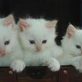 Alice Pedersen Photo 4