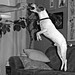 Bert Russell Photo 16