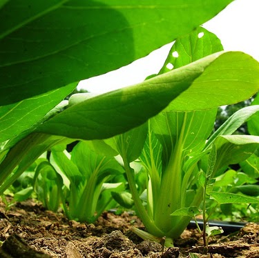 Bok Choi Photo 16