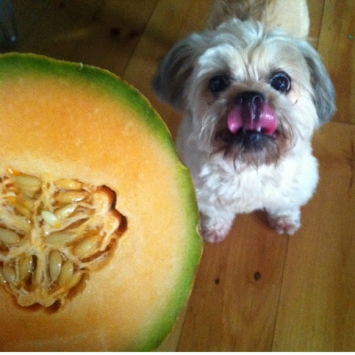 Wade Jensen Photo 10