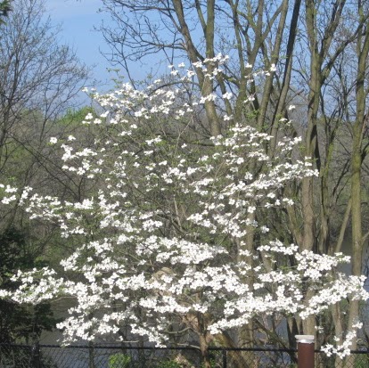 Nancy Needham Photo 18