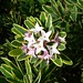 Carol Bloom Photo 34