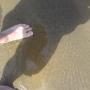 Jason Plass Photo 7