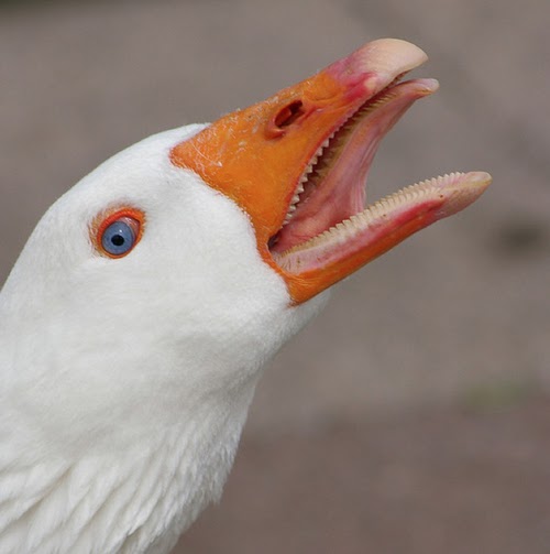 Paul Rasmussen Photo 4