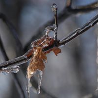 Martha Flint Photo 7