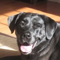 Laura Cohen Photo 54