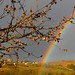 Suzanne Hays Photo 19