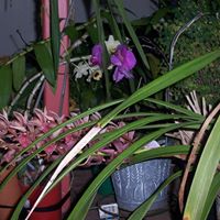 Elizabeth Frazer Photo 17 Elizabeth Frazer Photo 17