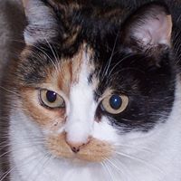 Elisabeth Adams Photo 18