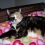 Melissa Halstead Photo 20