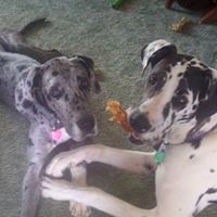 Cheryl Sheffield Photo 22