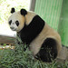 Xue Yang Photo 38