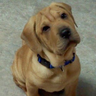 Sandy Walsh Photo 24