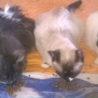 Maria Farris Photo 9