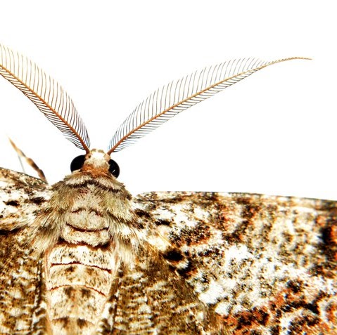 Luke Anderson Photo 28