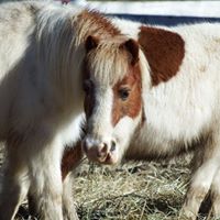 Julie Dewitt Photo 24