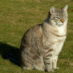 Frank Ferrante Photo 38