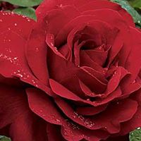 Melissa Lanham Photo 5