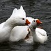 Debbie Pond Photo 25
