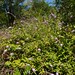 David Plante Photo 20