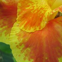 Debbie Shockley Photo 6