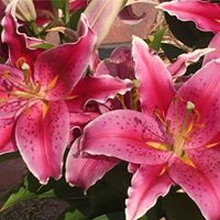 Sara Schwab Photo 25