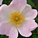 Rose Primavera Photo 17